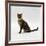 Domestic Cat, 5-Month Female Brown Spotted Bengal-Jane Burton-Framed Photographic Print