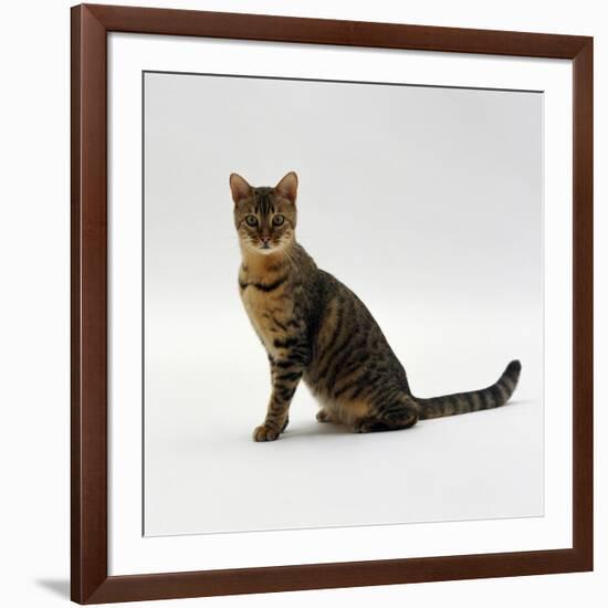 Domestic Cat, 5-Month Female Brown Spotted Bengal-Jane Burton-Framed Photographic Print