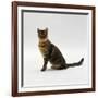 Domestic Cat, 5-Month Female Brown Spotted Bengal-Jane Burton-Framed Photographic Print