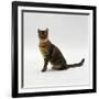 Domestic Cat, 5-Month Female Brown Spotted Bengal-Jane Burton-Framed Photographic Print