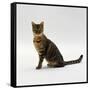 Domestic Cat, 5-Month Female Brown Spotted Bengal-Jane Burton-Framed Stretched Canvas
