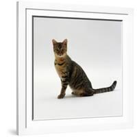 Domestic Cat, 5-Month Female Brown Spotted Bengal-Jane Burton-Framed Photographic Print