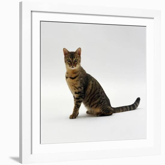 Domestic Cat, 5-Month Female Brown Spotted Bengal-Jane Burton-Framed Photographic Print