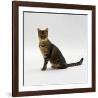 Domestic Cat, 5-Month Female Brown Spotted Bengal-Jane Burton-Framed Photographic Print