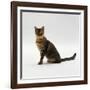 Domestic Cat, 5-Month Female Brown Spotted Bengal-Jane Burton-Framed Photographic Print