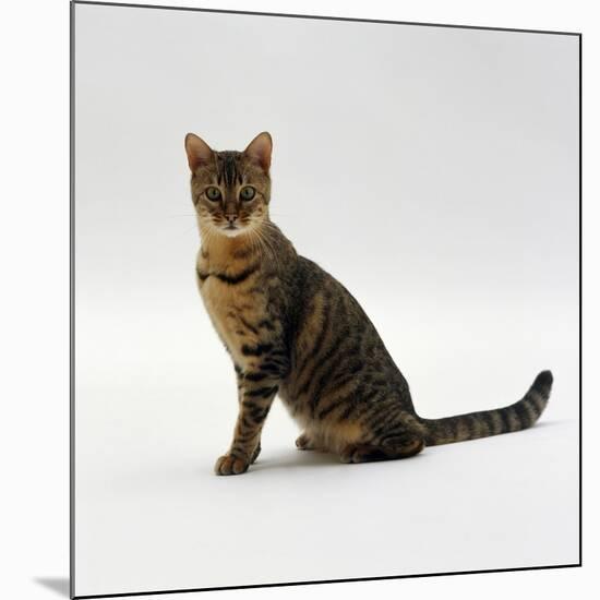 Domestic Cat, 5-Month Female Brown Spotted Bengal-Jane Burton-Mounted Photographic Print