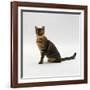 Domestic Cat, 5-Month Female Brown Spotted Bengal-Jane Burton-Framed Photographic Print