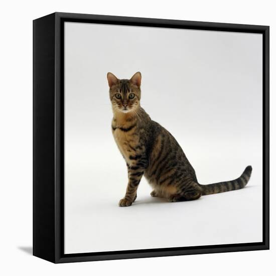 Domestic Cat, 5-Month Female Brown Spotted Bengal-Jane Burton-Framed Stretched Canvas