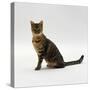 Domestic Cat, 5-Month Female Brown Spotted Bengal-Jane Burton-Stretched Canvas