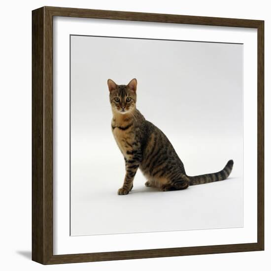 Domestic Cat, 5-Month Female Brown Spotted Bengal-Jane Burton-Framed Photographic Print