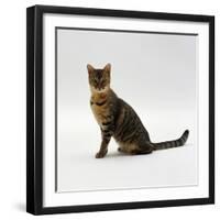 Domestic Cat, 5-Month Female Brown Spotted Bengal-Jane Burton-Framed Photographic Print