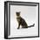 Domestic Cat, 5-Month Female Brown Spotted Bengal-Jane Burton-Framed Photographic Print