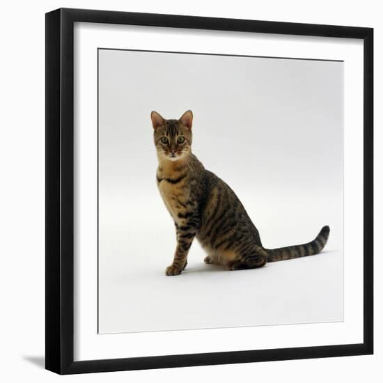 Domestic Cat, 5-Month Female Brown Spotted Bengal-Jane Burton-Framed Photographic Print