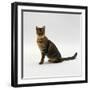 Domestic Cat, 5-Month Female Brown Spotted Bengal-Jane Burton-Framed Photographic Print