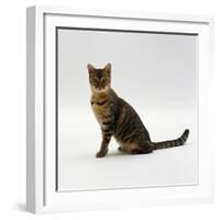 Domestic Cat, 5-Month Female Brown Spotted Bengal-Jane Burton-Framed Photographic Print