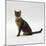 Domestic Cat, 5-Month Female Brown Spotted Bengal-Jane Burton-Mounted Photographic Print