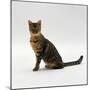 Domestic Cat, 5-Month Female Brown Spotted Bengal-Jane Burton-Mounted Photographic Print