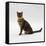 Domestic Cat, 5-Month Female Brown Spotted Bengal-Jane Burton-Framed Stretched Canvas