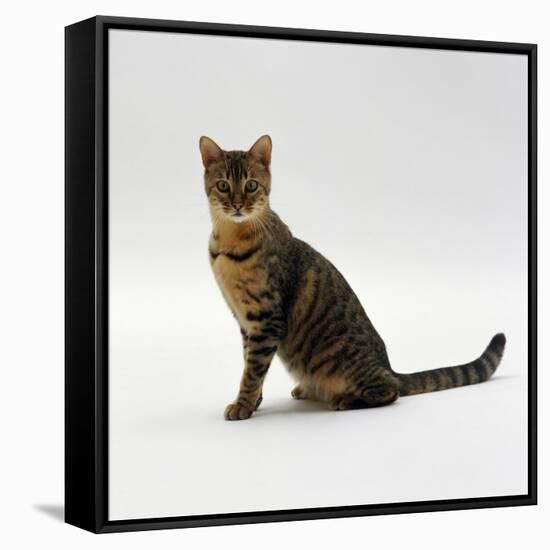 Domestic Cat, 5-Month Female Brown Spotted Bengal-Jane Burton-Framed Stretched Canvas