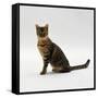 Domestic Cat, 5-Month Female Brown Spotted Bengal-Jane Burton-Framed Stretched Canvas