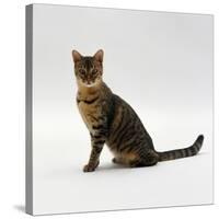Domestic Cat, 5-Month Female Brown Spotted Bengal-Jane Burton-Stretched Canvas
