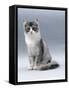 Domestic Cat, 5-Month, Silver Bi-Colour Chinchilla-Cross-Jane Burton-Framed Stretched Canvas