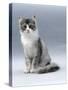 Domestic Cat, 5-Month, Silver Bi-Colour Chinchilla-Cross-Jane Burton-Stretched Canvas