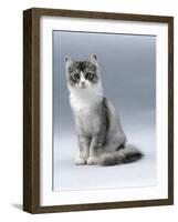 Domestic Cat, 5-Month, Silver Bi-Colour Chinchilla-Cross-Jane Burton-Framed Photographic Print