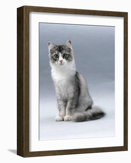 Domestic Cat, 5-Month, Silver Bi-Colour Chinchilla-Cross-Jane Burton-Framed Photographic Print