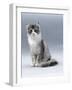 Domestic Cat, 5-Month, Silver Bi-Colour Chinchilla-Cross-Jane Burton-Framed Photographic Print