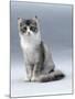 Domestic Cat, 5-Month, Silver Bi-Colour Chinchilla-Cross-Jane Burton-Mounted Photographic Print