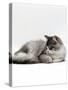 Domestic Cat, 5-Month Silver Bicolour Chinchilla-Cross Kitten, Sleeping-Jane Burton-Stretched Canvas