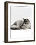 Domestic Cat, 5-Month Silver Bicolour Chinchilla-Cross Kitten, Sleeping-Jane Burton-Framed Photographic Print