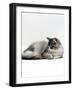 Domestic Cat, 5-Month Silver Bicolour Chinchilla-Cross Kitten, Sleeping-Jane Burton-Framed Photographic Print