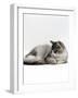 Domestic Cat, 5-Month Silver Bicolour Chinchilla-Cross Kitten, Sleeping-Jane Burton-Framed Photographic Print