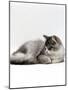 Domestic Cat, 5-Month Silver Bicolour Chinchilla-Cross Kitten, Sleeping-Jane Burton-Mounted Photographic Print