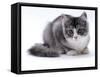 Domestic Cat, 5-Month Silver Bicolour Chinchilla-Cross-Jane Burton-Framed Stretched Canvas