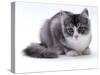 Domestic Cat, 5-Month Silver Bicolour Chinchilla-Cross-Jane Burton-Stretched Canvas
