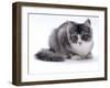 Domestic Cat, 5-Month Silver Bicolour Chinchilla-Cross-Jane Burton-Framed Photographic Print