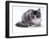 Domestic Cat, 5-Month Silver Bicolour Chinchilla-Cross-Jane Burton-Framed Photographic Print