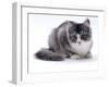 Domestic Cat, 5-Month Silver Bicolour Chinchilla-Cross-Jane Burton-Framed Photographic Print