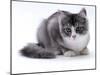 Domestic Cat, 5-Month Silver Bicolour Chinchilla-Cross-Jane Burton-Mounted Photographic Print