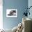 Domestic Cat, 5-Month Silver Bicolour Chinchilla-Cross-Jane Burton-Photographic Print displayed on a wall