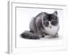 Domestic Cat, 5-Month Silver Bicolour Chinchilla-Cross-Jane Burton-Framed Photographic Print