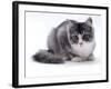 Domestic Cat, 5-Month Silver Bicolour Chinchilla-Cross-Jane Burton-Framed Photographic Print