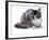 Domestic Cat, 5-Month Silver Bicolour Chinchilla-Cross-Jane Burton-Framed Photographic Print