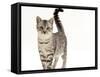 Domestic Cat, 5-Month Silver Spotted Male-Jane Burton-Framed Stretched Canvas