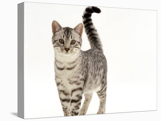 Domestic Cat, 5-Month Silver Spotted Male-Jane Burton-Stretched Canvas