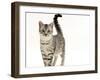 Domestic Cat, 5-Month Silver Spotted Male-Jane Burton-Framed Photographic Print