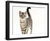 Domestic Cat, 5-Month Silver Spotted Male-Jane Burton-Framed Photographic Print